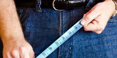 Dimensions of the male genital organ.