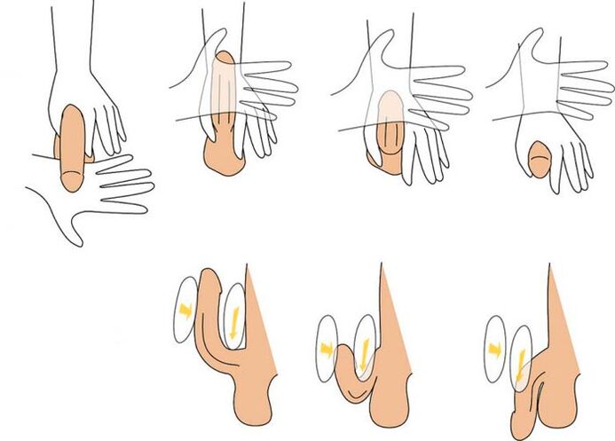 flex the penis to enlarge it